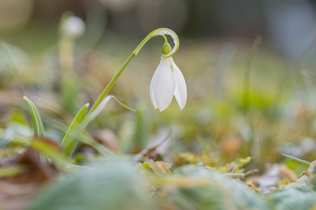 Gartenfotografie: So profitieren Gärten und Landschaftsprojekte von professionellen Bildern