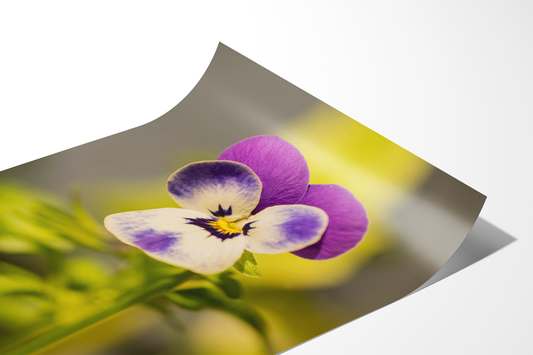 Hornveilchen | Floraler Kunstdruck