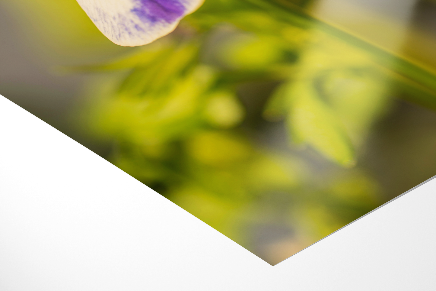 Hornveilchen | Floraler Kunstdruck