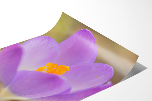Lila Krokus | Floraler Kunstdruck