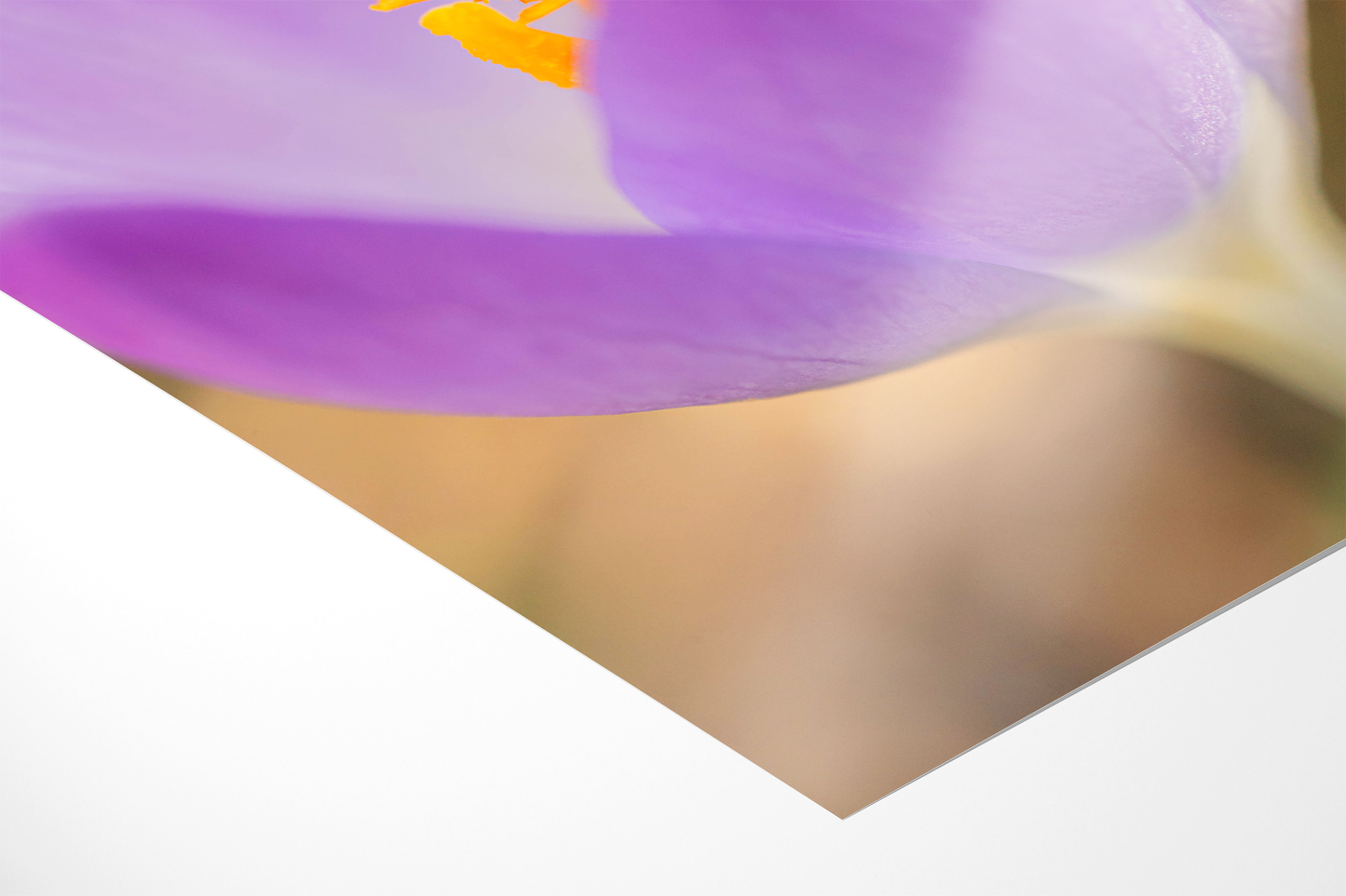 Lila Krokus | Floraler Kunstdruck