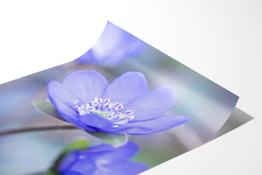 Blaues Leberblümchen | Floraler Kunstdruck
