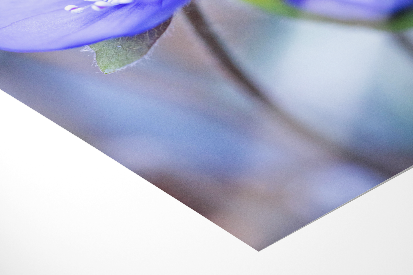 Blaues Leberblümchen | Floraler Kunstdruck