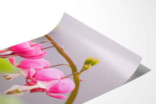 Tränendes Herz | Floraler Kunstdruck