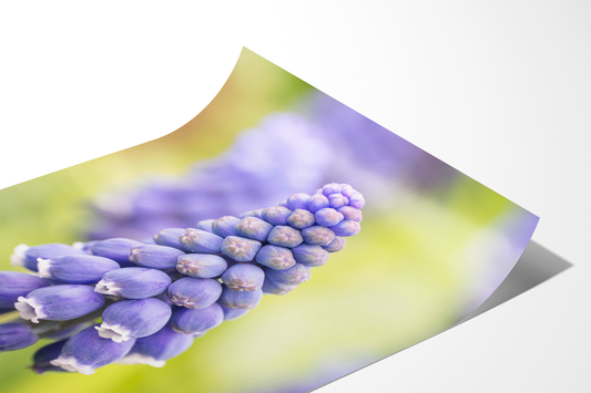 Traubenhyazinthe | Floraler Kunstdruck