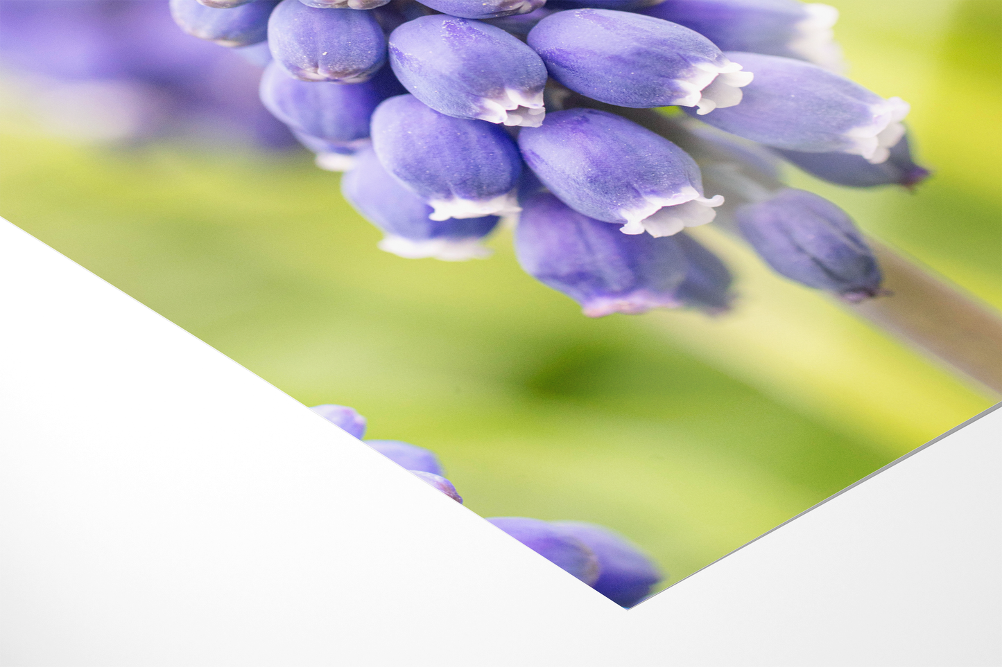 Traubenhyazinthe | Floraler Kunstdruck