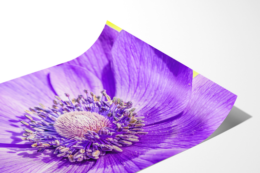 Violette Anemone | Floraler Kunstdruck