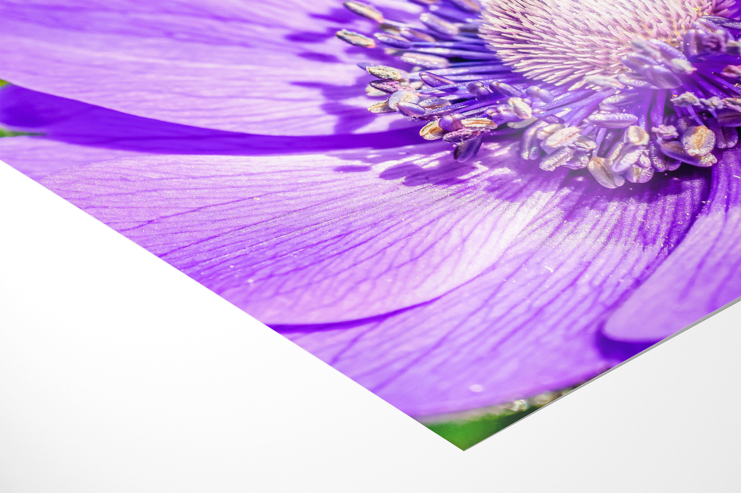 Violette Anemone | Floraler Kunstdruck