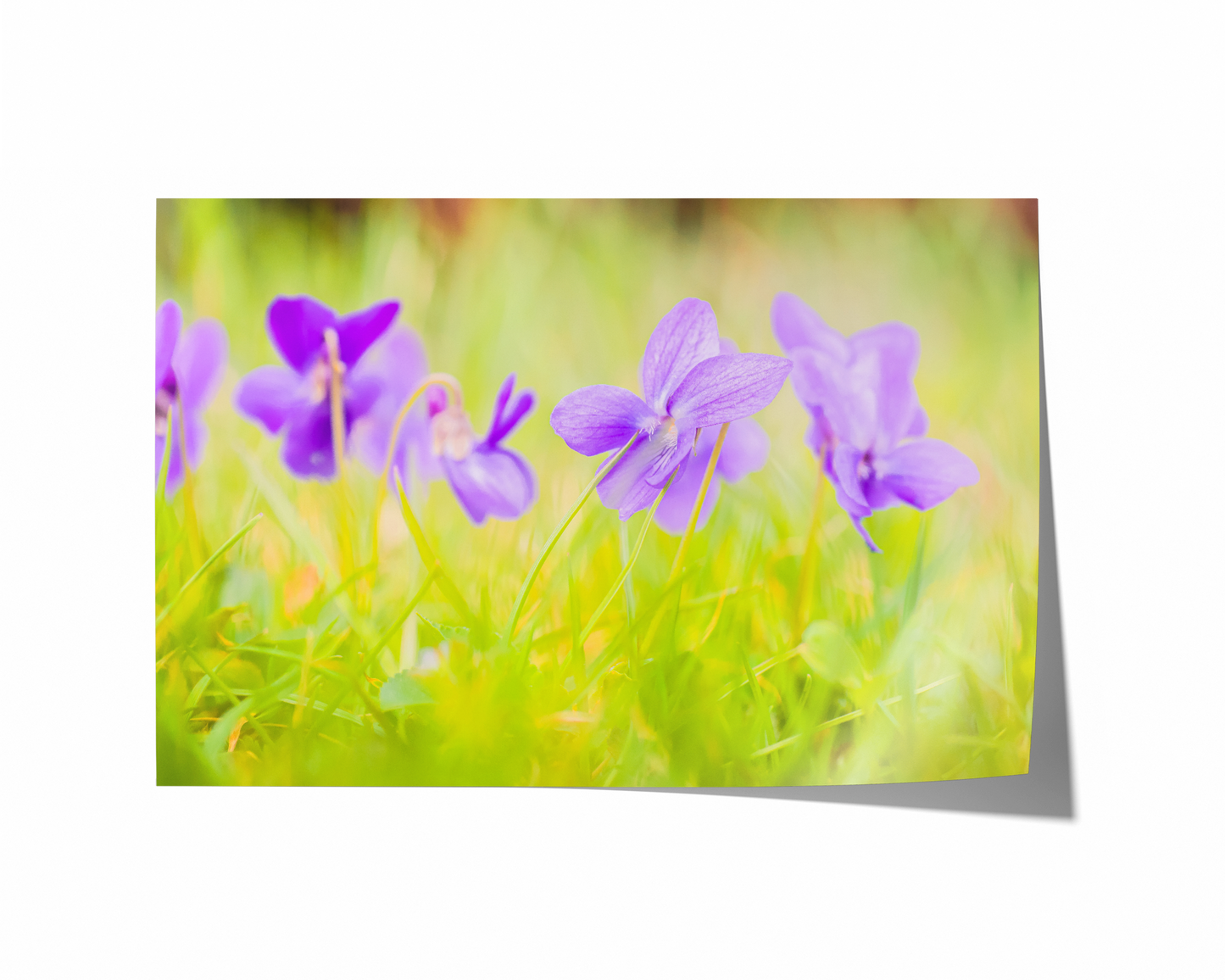 Blaue Veilchen | Floraler Kunstdruck