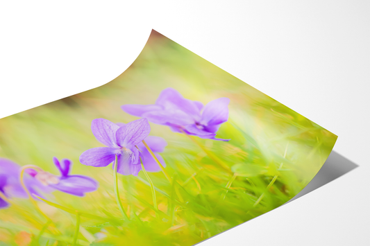 Blaue Veilchen | Floraler Kunstdruck