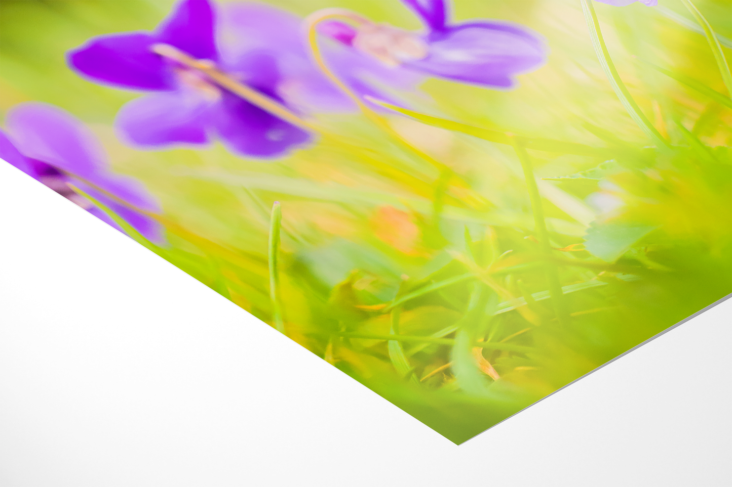 Blaue Veilchen | Floraler Kunstdruck