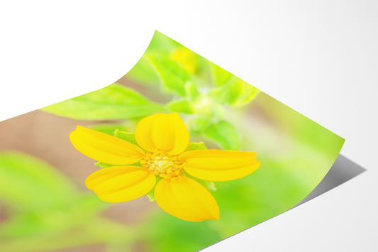 Gelbes Wildblümchen | Floraler Kunstdruck