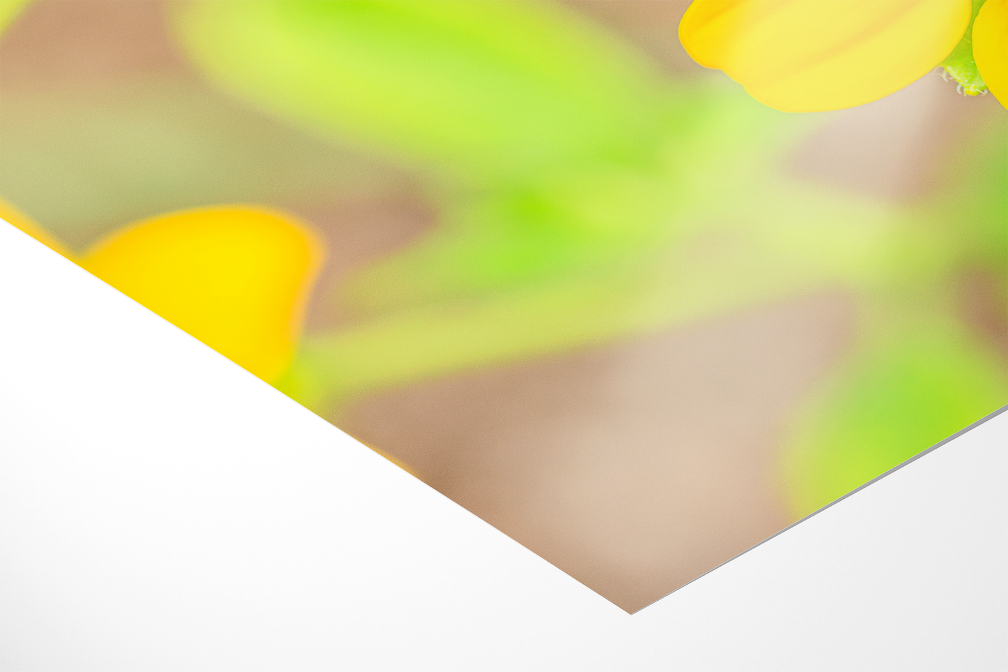 Gelbes Wildblümchen | Floraler Kunstdruck