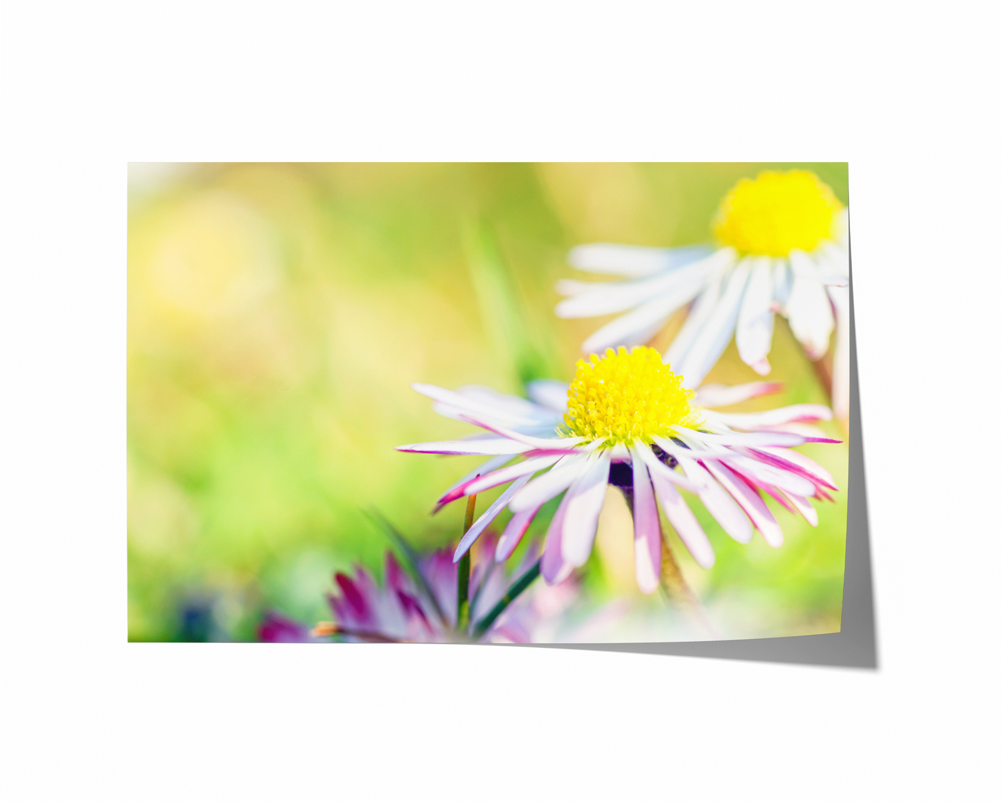Weißes Gänseblümchen | Floraler Kunstdruck