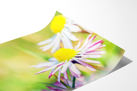 Weißes Gänseblümchen | Floraler Kunstdruck