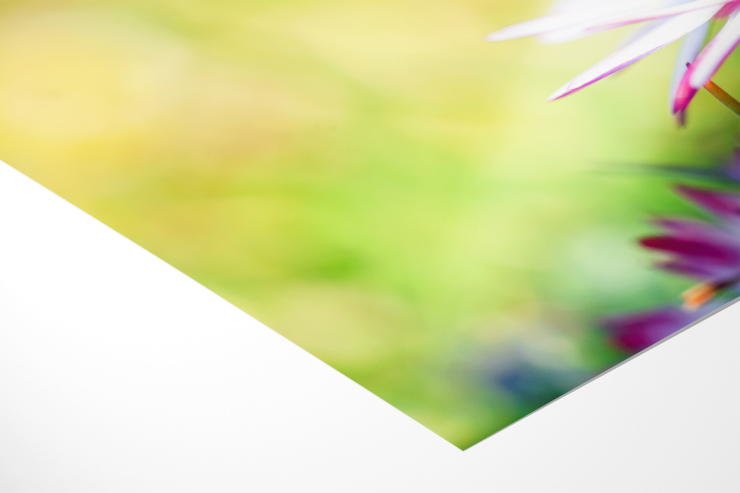 Weißes Gänseblümchen | Floraler Kunstdruck