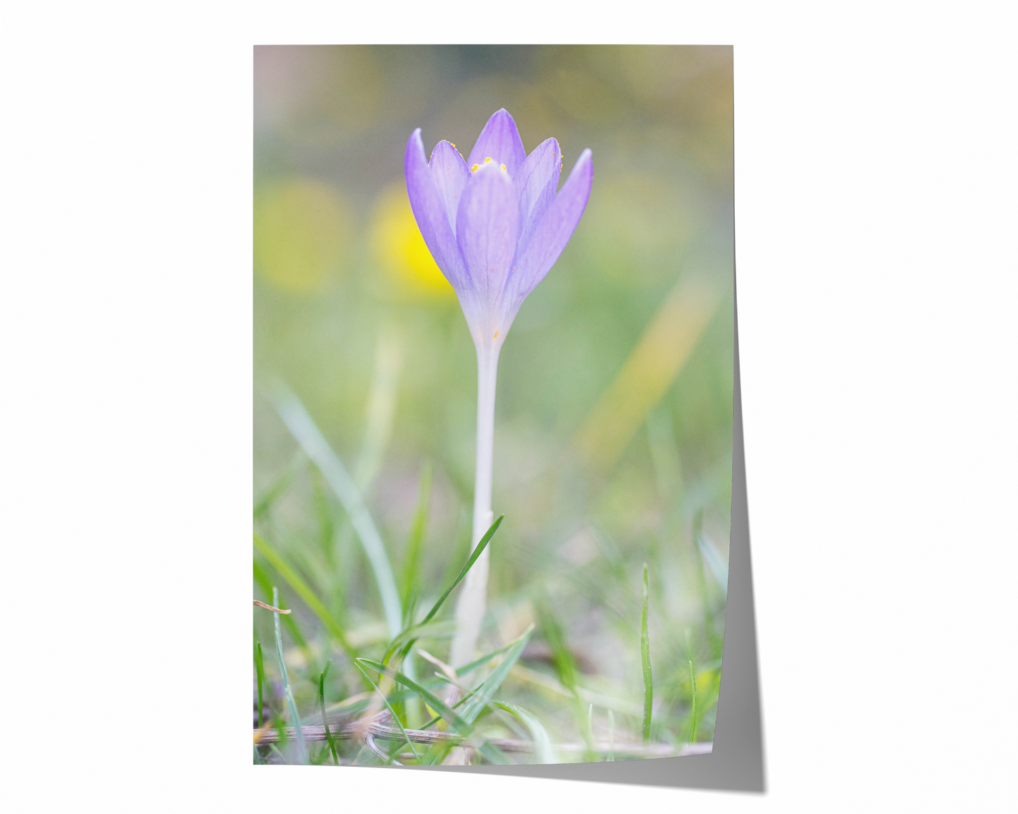 Lila Krokus | Floraler Kunstdruck