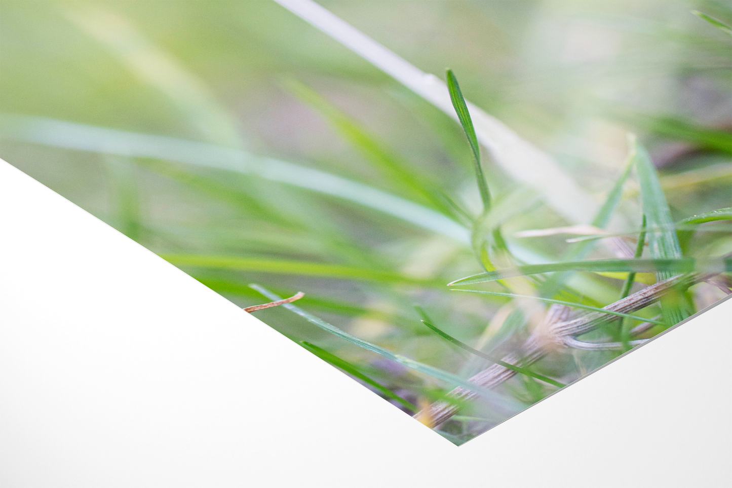 Lila Krokus | Floraler Kunstdruck