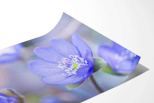 Blaues Leberblümchen | Floraler Kunstdruck