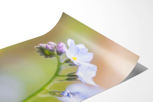 Vergissmeinnicht | Floraler Kunstdruck