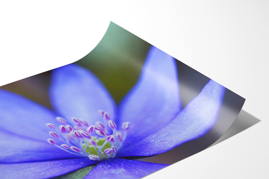 Leberblümchen | Floraler Kunstdruck