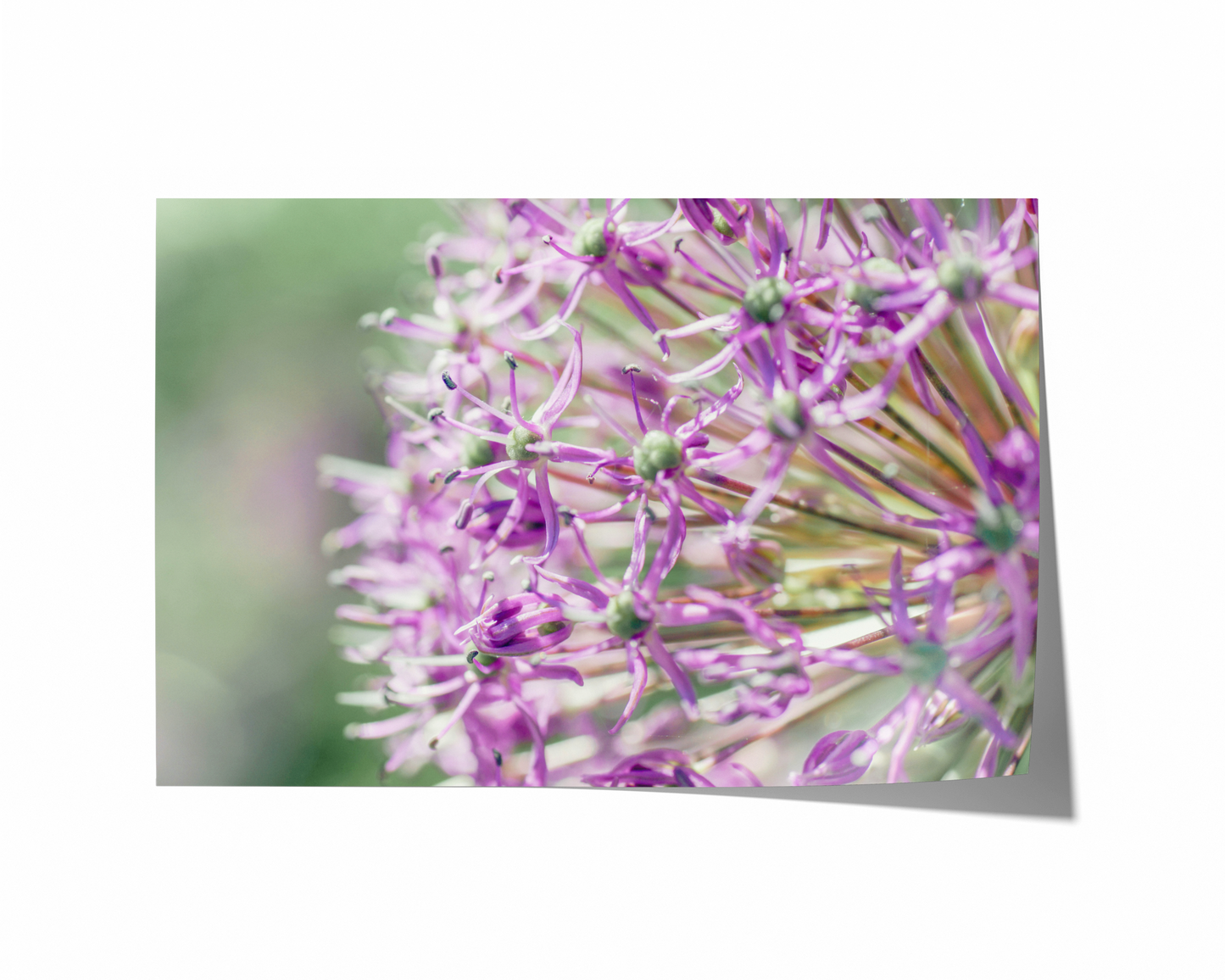 Zierlauch | Floraler Kunstdruck