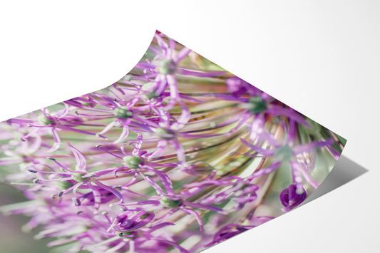 Zierlauch | Floraler Kunstdruck