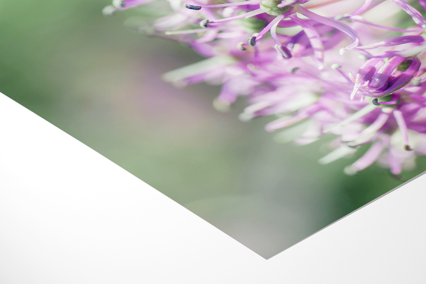 Zierlauch | Floraler Kunstdruck