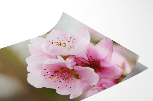 Pfirsichblüten | Floraler Kunstdruck