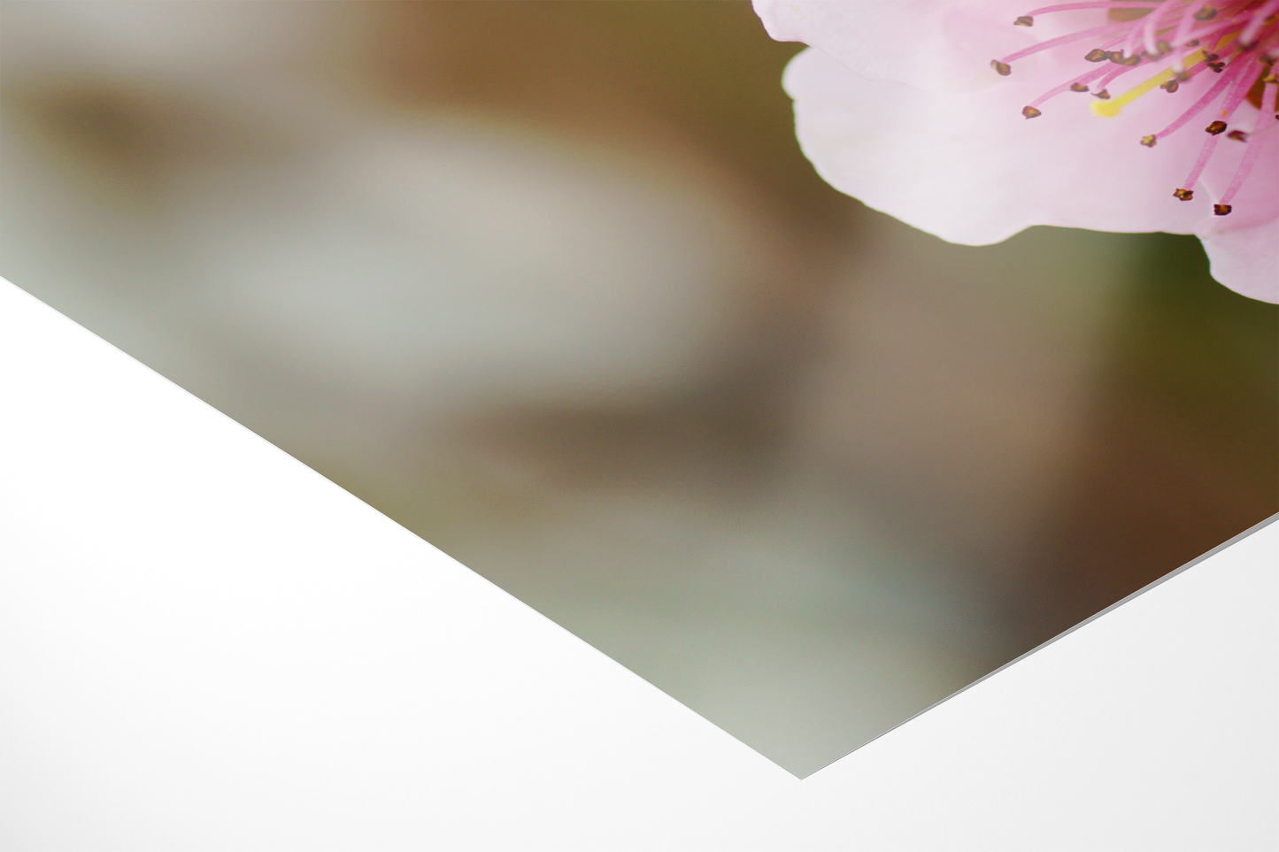 Pfirsichblüten | Floraler Kunstdruck