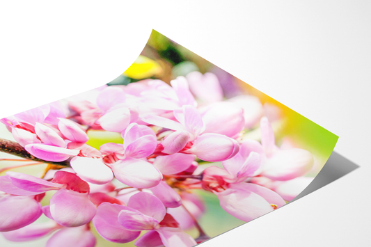 Judasbaumblüten | Floraler Kunstdruck