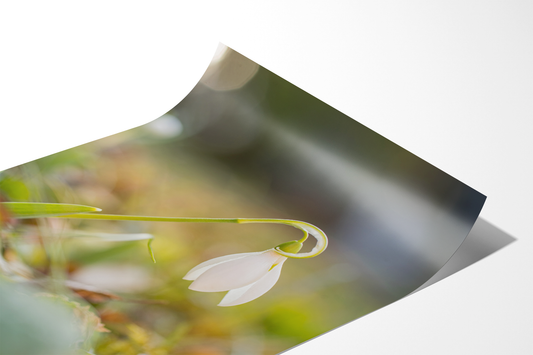 Schneeglöckchen | Floraler Kunstdruck