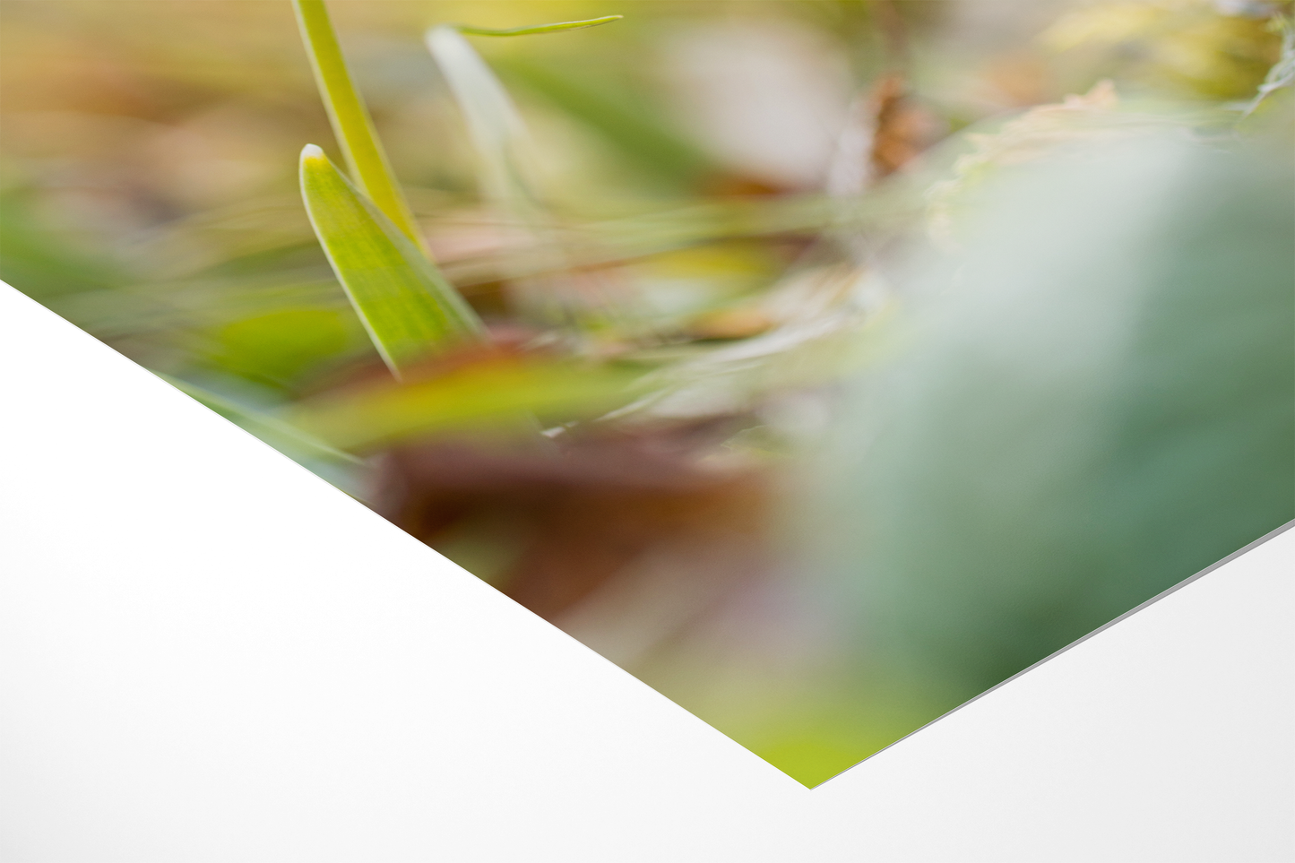 Schneeglöckchen | Floraler Kunstdruck