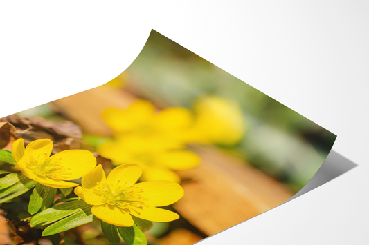 Winterling | Floraler Kunstdruck