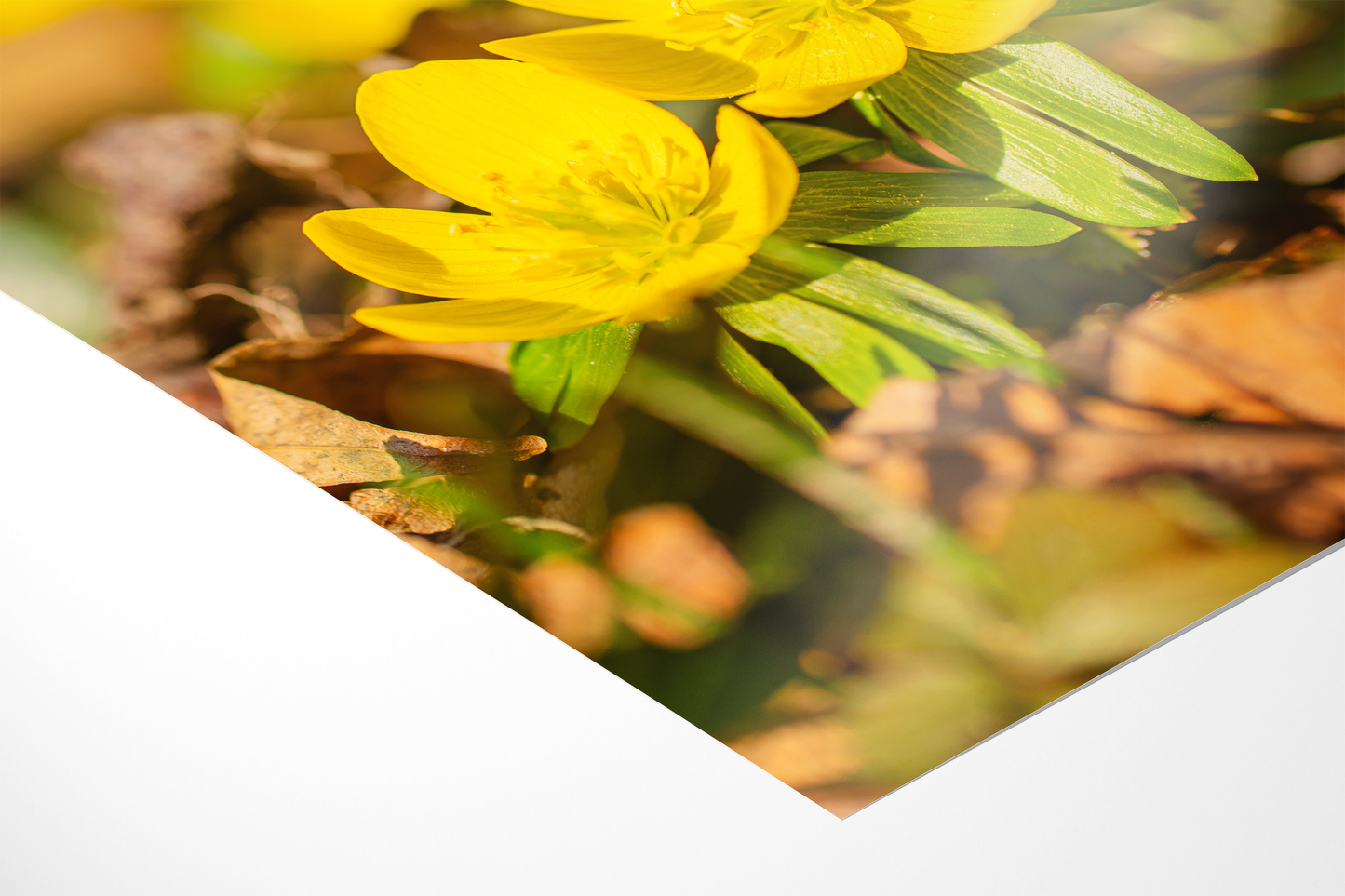 Winterling | Floraler Kunstdruck