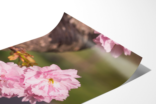 Kirschblüten | Floraler Kunstdruck