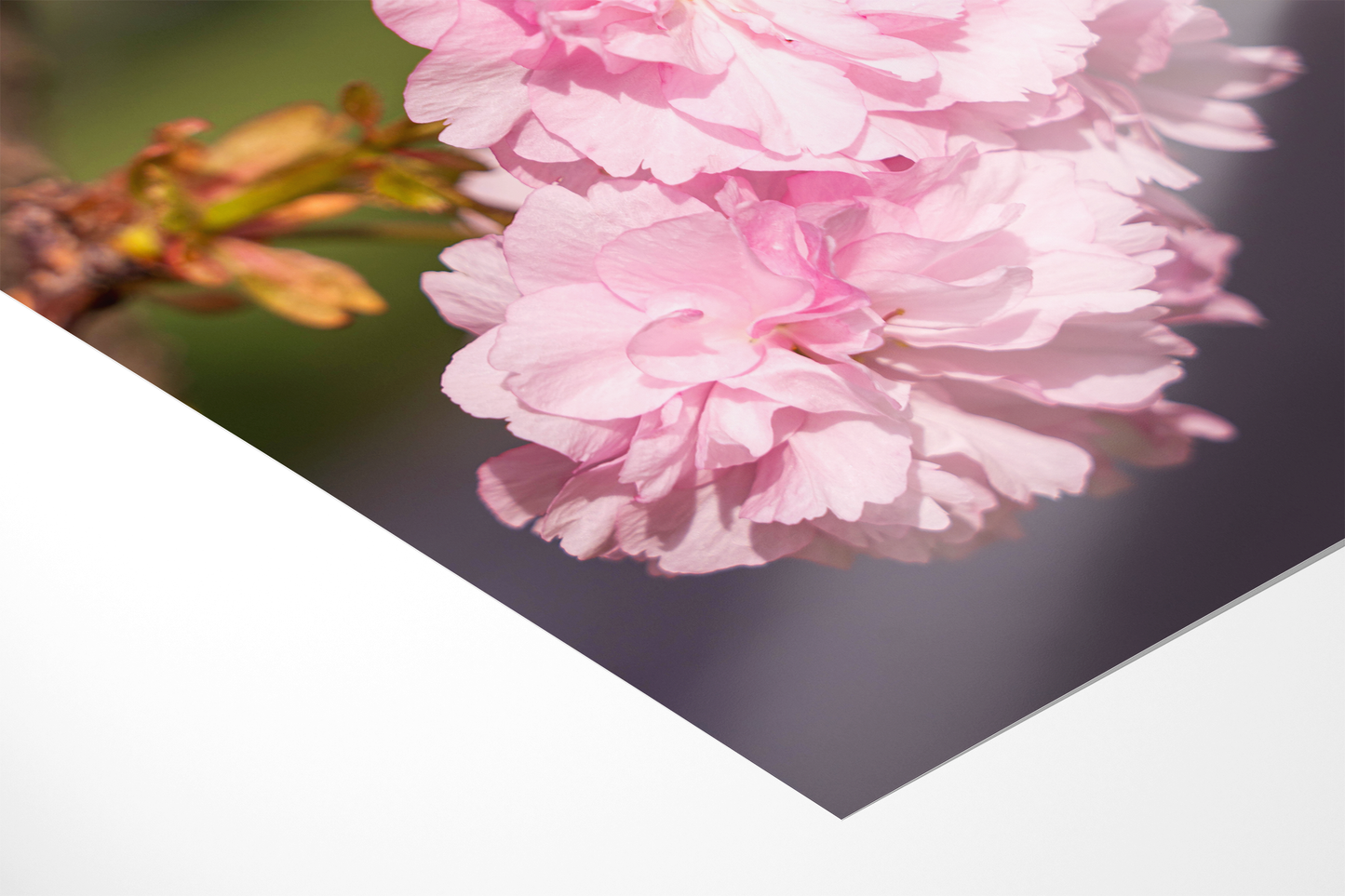 Kirschblüten | Floraler Kunstdruck
