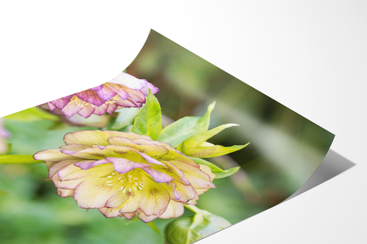 Lenzrose | Floraler Kunstdruck