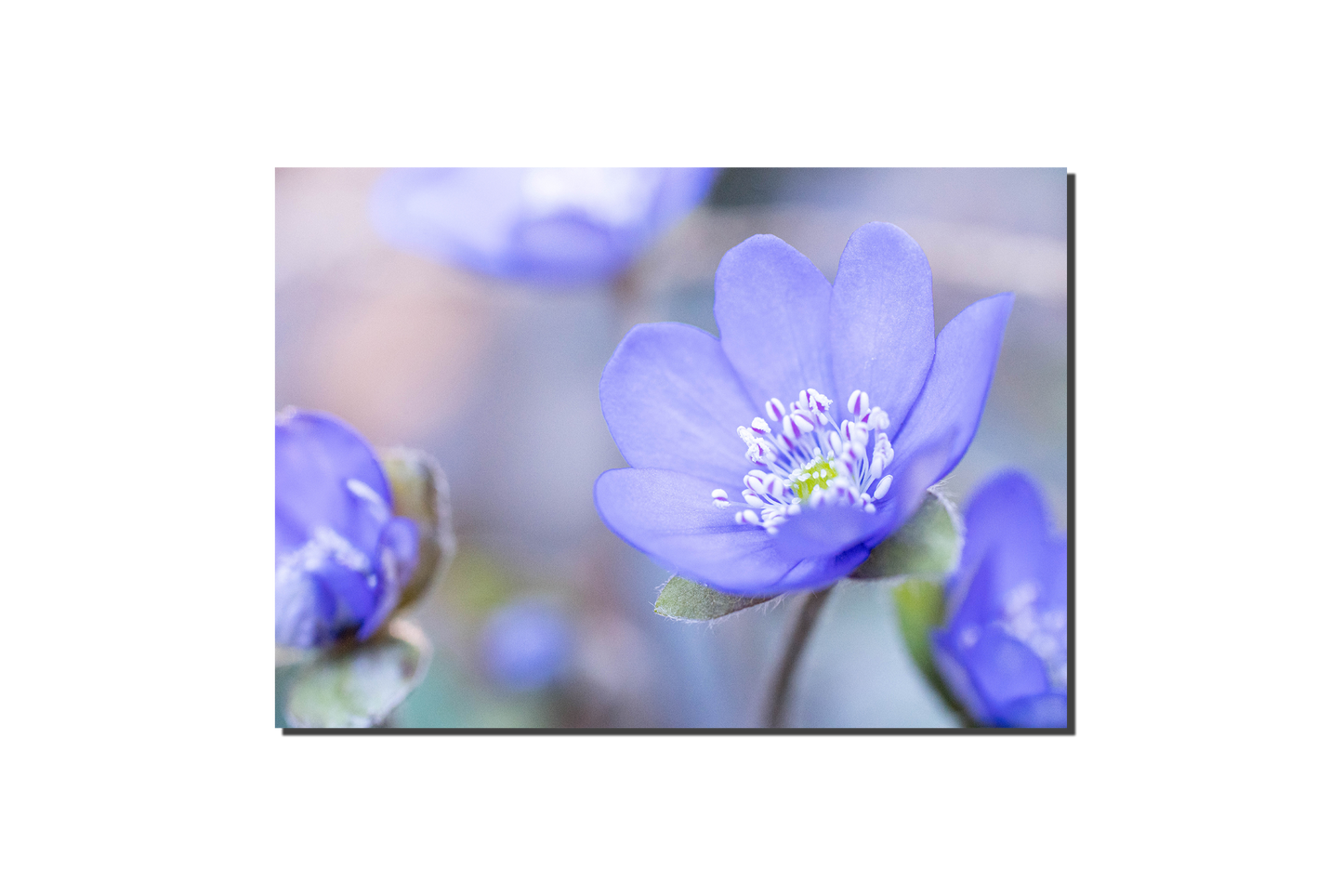 Leberblümchen | Florale Grußkarte