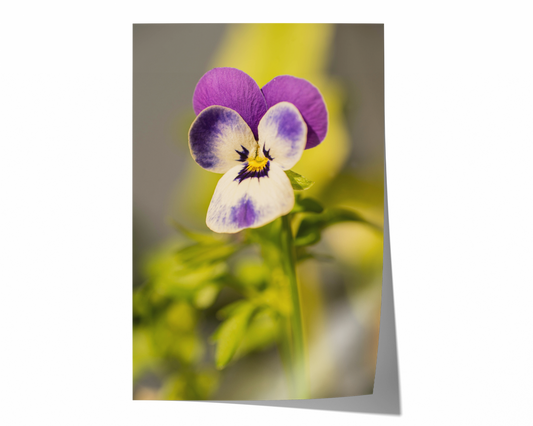 Hornveilchen | Floraler Kunstdruck
