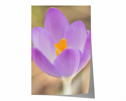 Lila Krokus | Floraler Kunstdruck