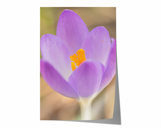 Lila Krokus | Floraler Kunstdruck