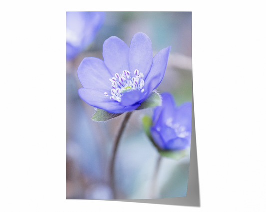 Blaues Leberblümchen | Floraler Kunstdruck