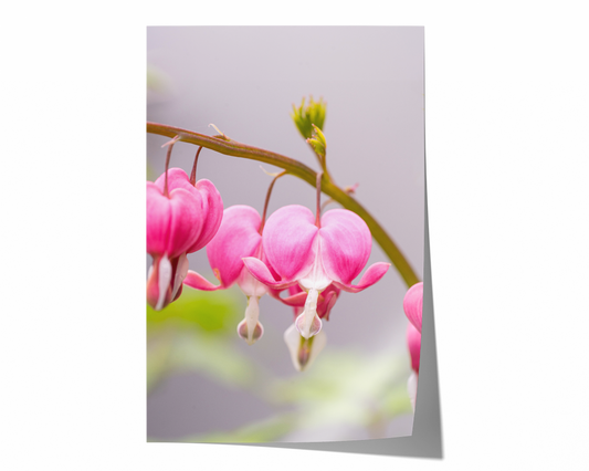 Tränendes Herz | Floraler Kunstdruck
