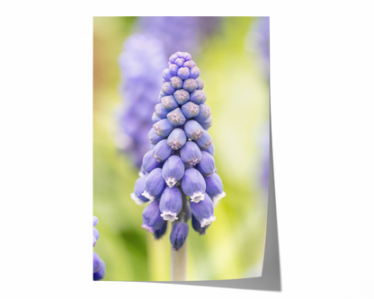 Traubenhyazinthe | Floraler Kunstdruck