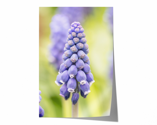 Traubenhyazinthe | Floraler Kunstdruck