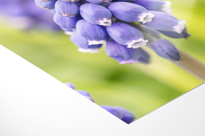 Traubenhyazinthe | Floraler Kunstdruck