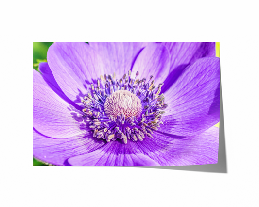 Violette Anemone | Floraler Kunstdruck