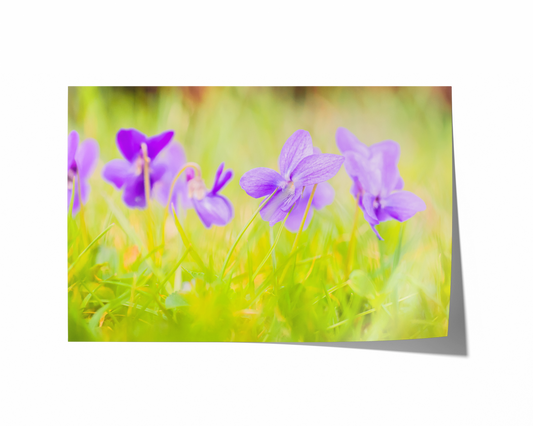 Blaue Veilchen | Floraler Kunstdruck