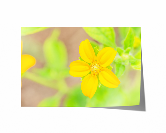Gelbes Wildblümchen | Floraler Kunstdruck